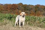 LABRADOR 350
